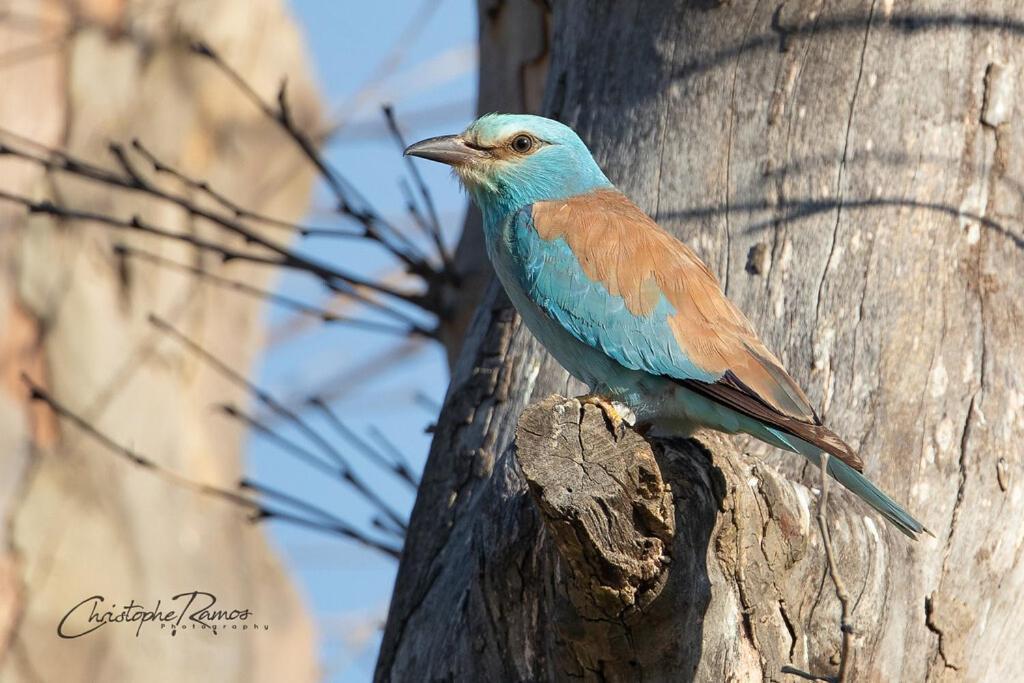 לינה וארוחת בוקר Roubia L'Oiseau Bleu Rollier מראה חיצוני תמונה